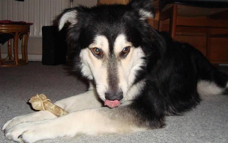 Blanding af racer Loco billede 7