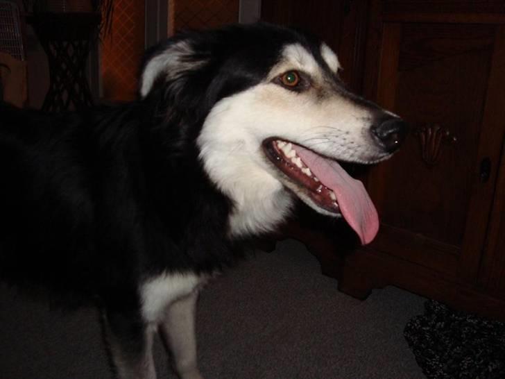 Blanding af racer Loco billede 8