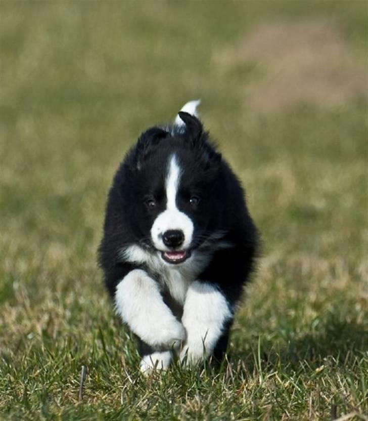 Border collie Asasara Fantastiske Bravo - Nu kommer jeg :-) billede 1