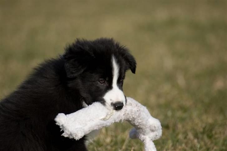 Border collie Asasara Fantastiske Bravo - Bravo med bytte!! billede 2