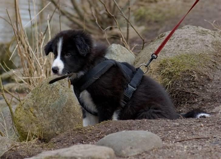 Border collie Asasara Fantastiske Bravo - Tjekker søen ud billede 3