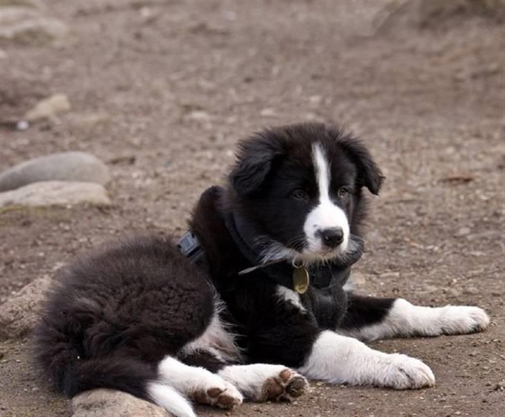 Border collie Asasara Fantastiske Bravo billede 4