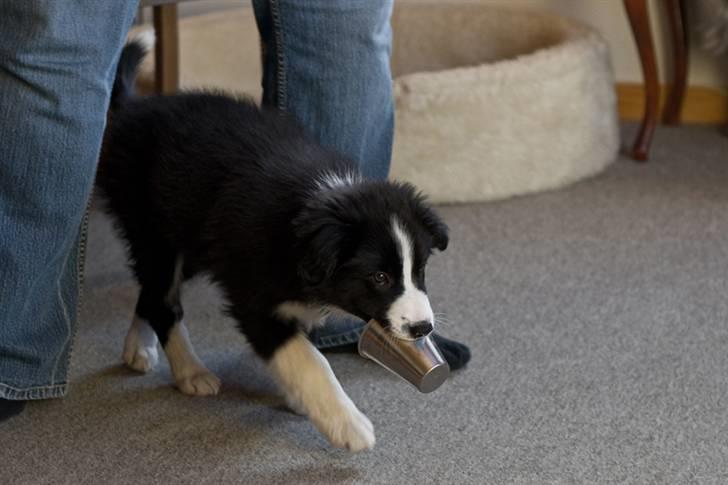 Border collie Asasara Fantastiske Bravo - Gir du en lille en? billede 5