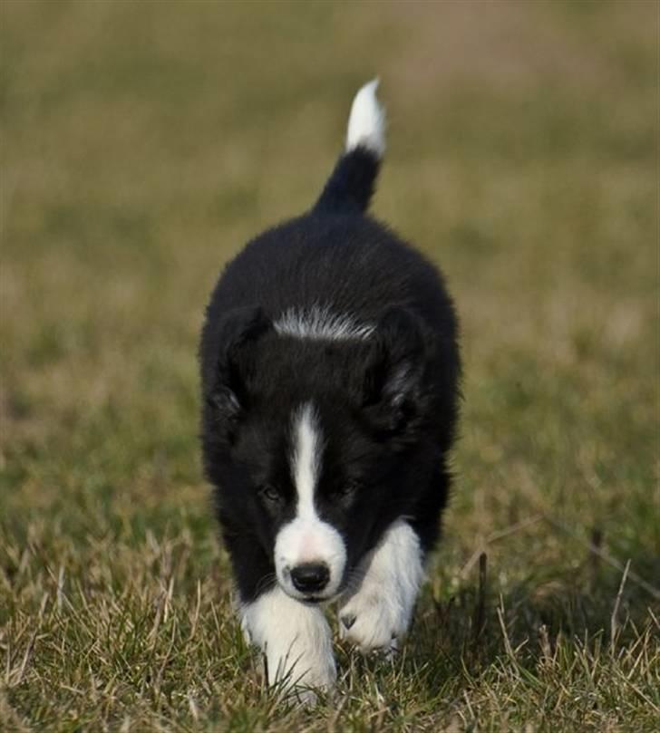 Border collie Asasara Fantastiske Bravo - Hey billede 6