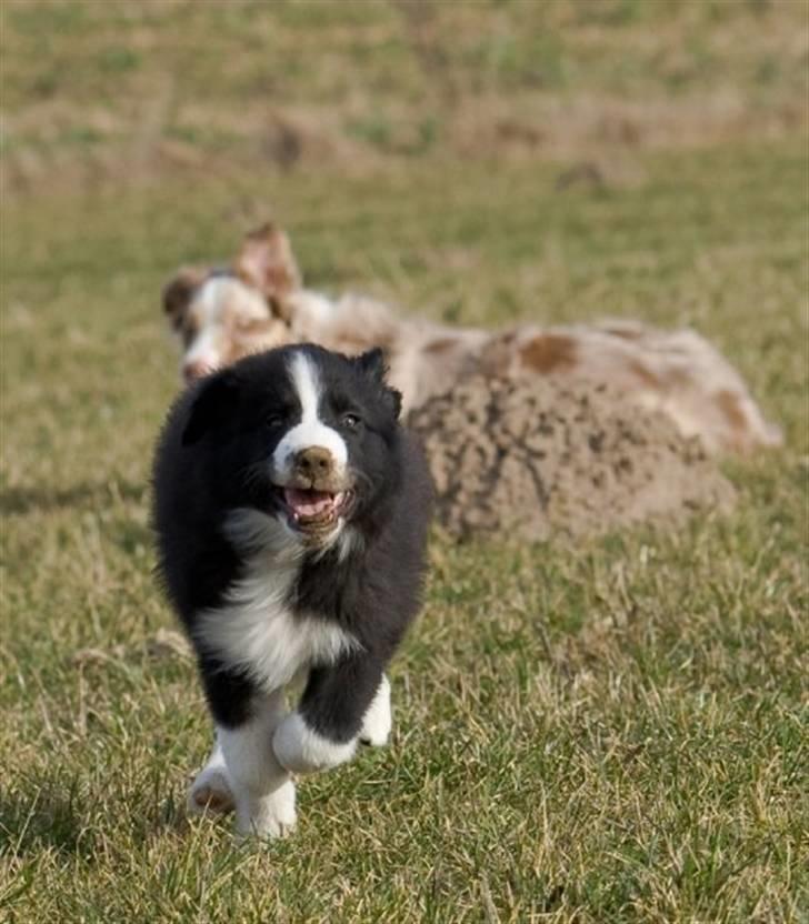 Border collie Asasara Fantastiske Bravo - Kys mig!!! billede 7
