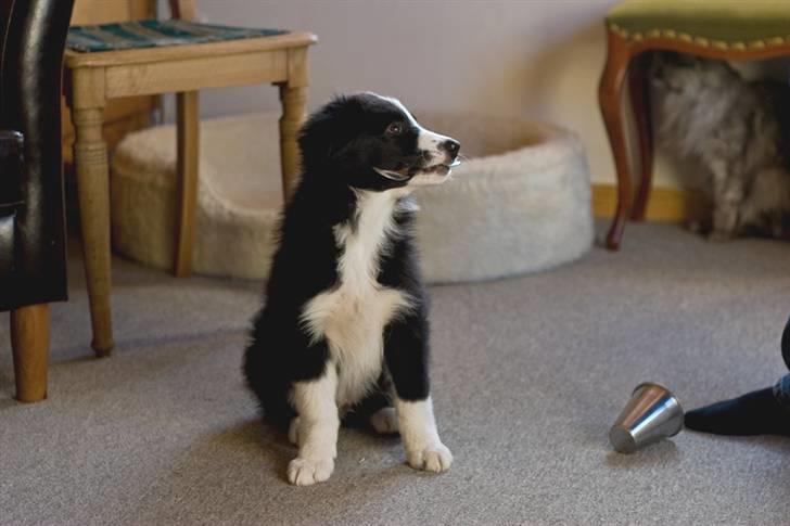 Border collie Asasara Fantastiske Bravo - Alternativ godbidstræning - Tjek skeen i munden :-) billede 8