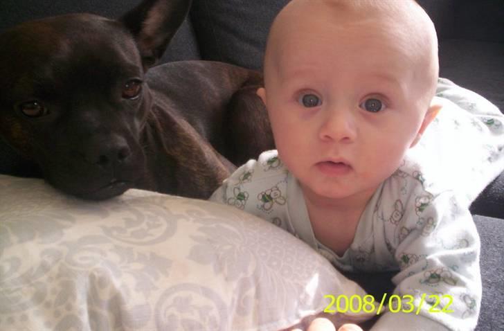 Blanding af racer Nala billede 14