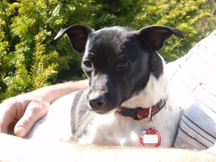 Dansk svensk gaardhund Badmans Kida billede 3