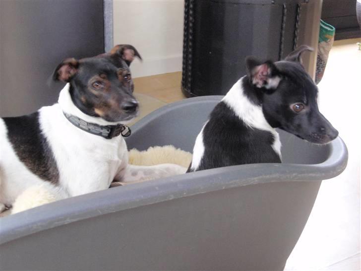 Dansk svensk gaardhund Badmans Kida billede 4