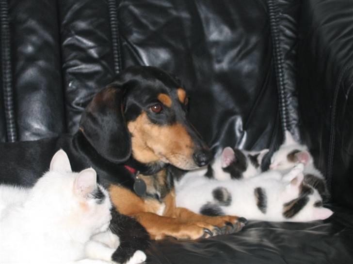 Blanding af racer Tessi R.I.P 18/10-10 - tessi med sine rigtig gode venner billede 9