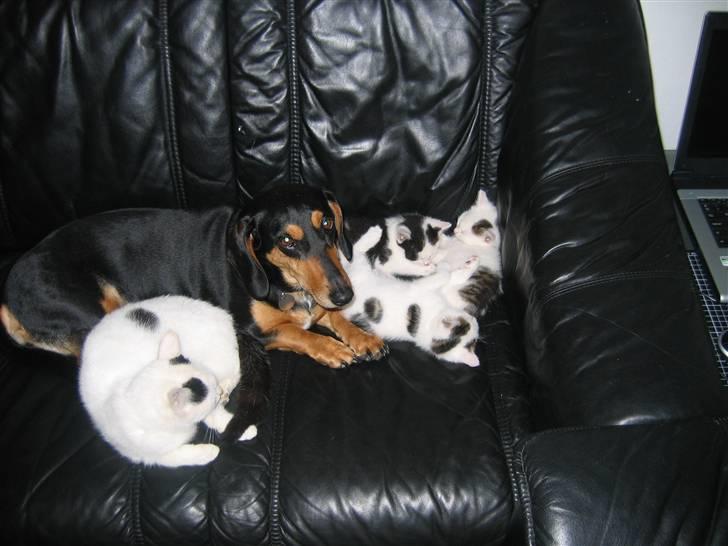 Blanding af racer Tessi R.I.P 18/10-10 - hjælper missemor med at passe killingerne billede 10