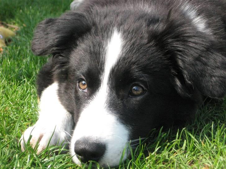 Border collie Asasara Fantastiske Shuma billede 2