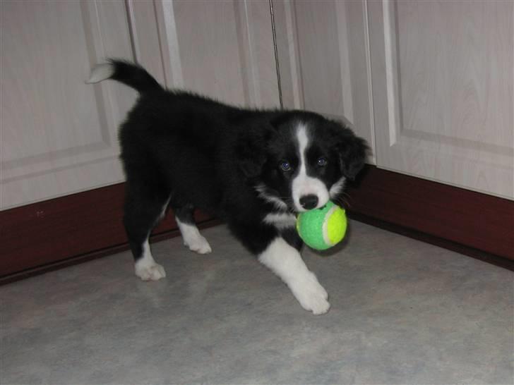 Border collie Asasara Fantastiske Shuma billede 3