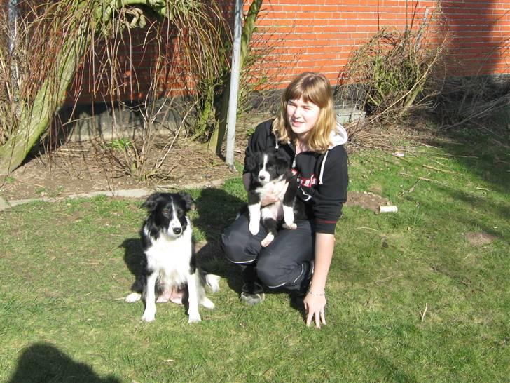 Border collie Asasara Fantastiske Shuma - Mor Du Der, Shuma og "mor" Alice :) billede 4