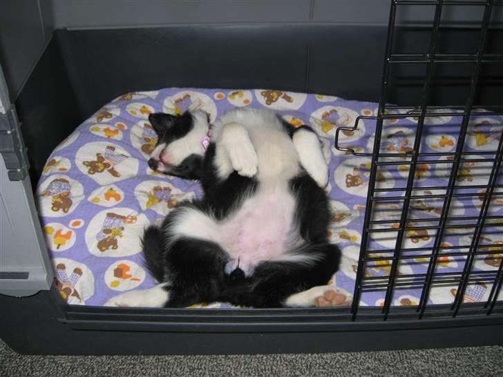 Border collie Asasara Fantastiske Shuma billede 5