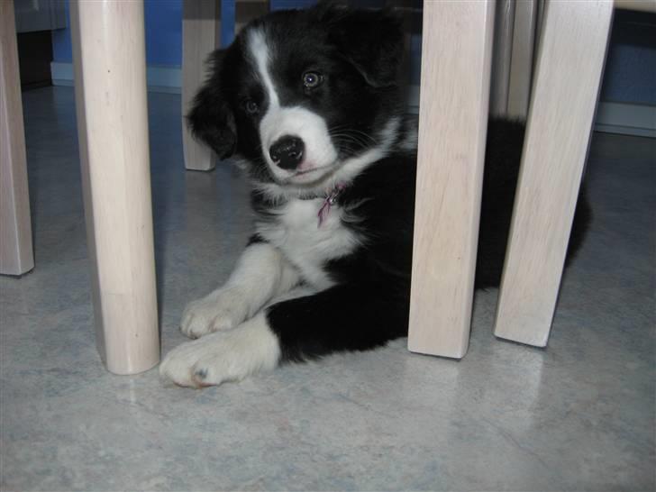 Border collie Asasara Fantastiske Shuma billede 6