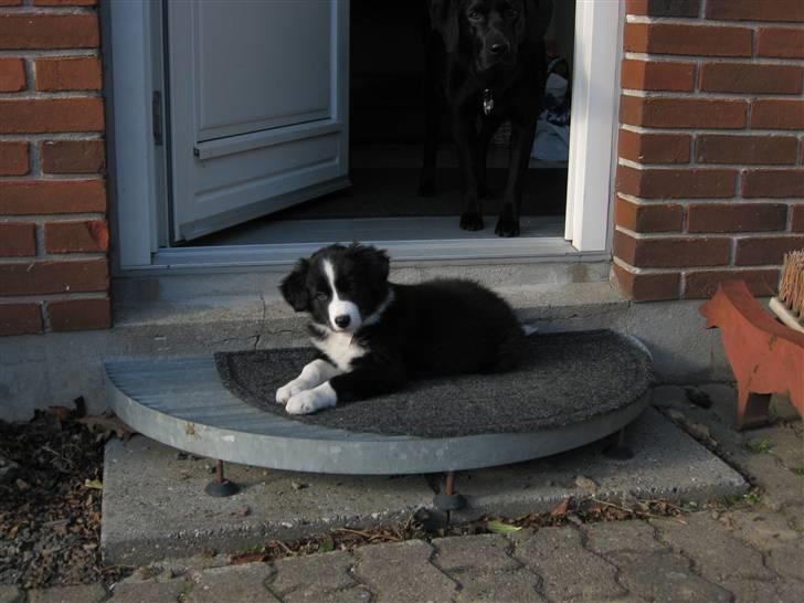 Border collie Asasara Fantastiske Shuma billede 7