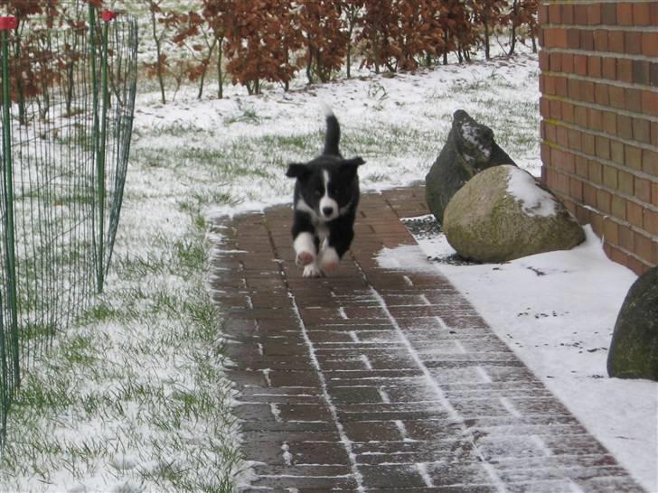 Border collie Asasara Fantastiske Shuma billede 8