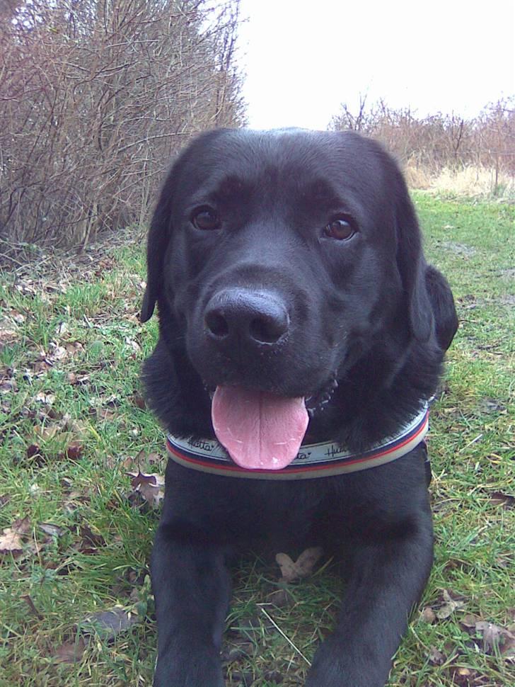 Labrador retriever Max <3 Himmelhund billede 8