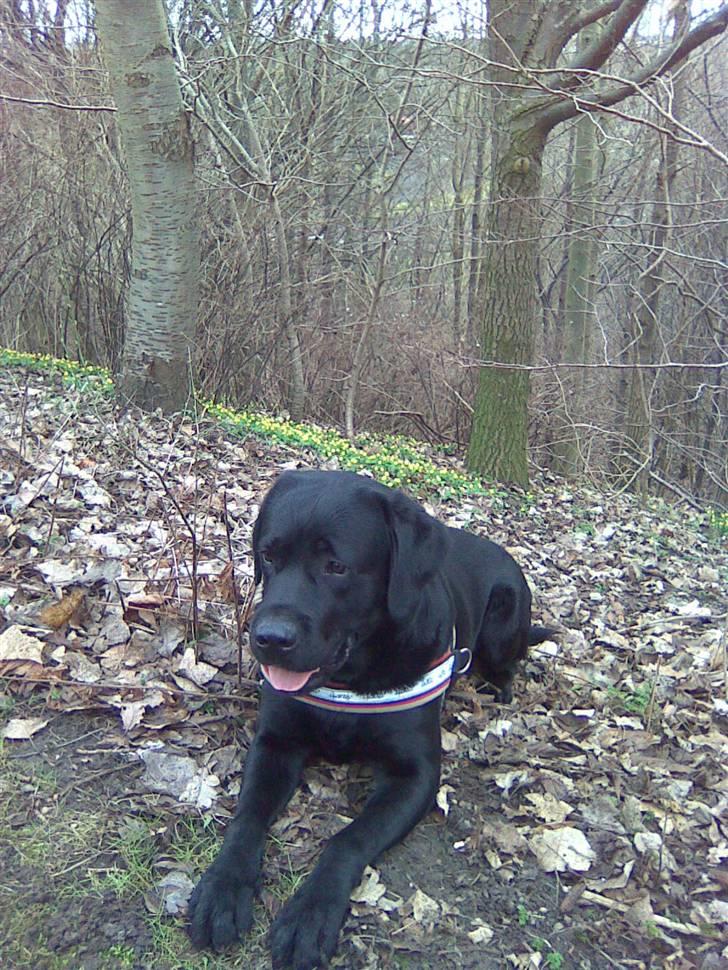 Labrador retriever Max <3 Himmelhund billede 9