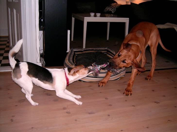 Dansk svensk gaardhund Cika R.I.P. - Eeeelsker at lege med Bashira... Pyt med hun er blevet stor, for jeg kæmper gør jeg :-) billede 11