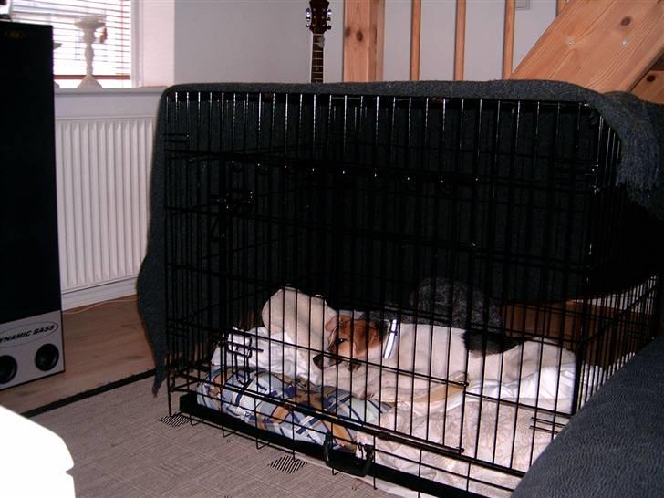 Dansk svensk gaardhund Cika R.I.P. - Så jeg jeg fået min eget værelse hvor jeg skal slappe heeeeeelt af...  billede 12