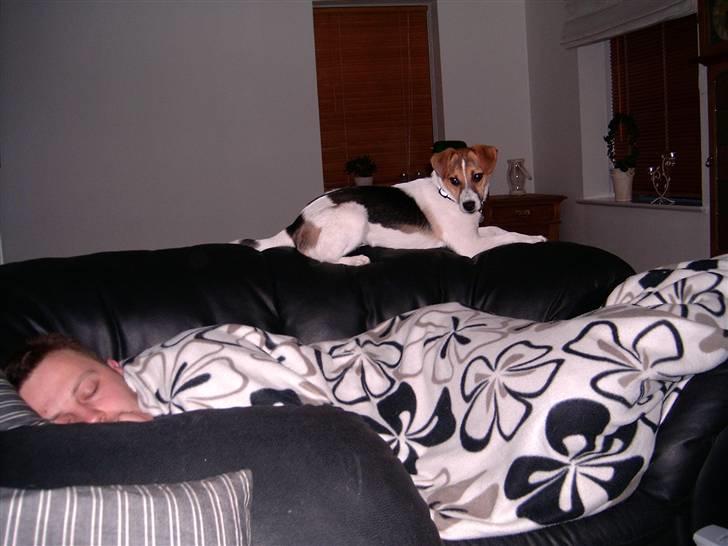 Dansk svensk gaardhund Cika R.I.P. - Far? Du siger underlige lyde.... billede 13