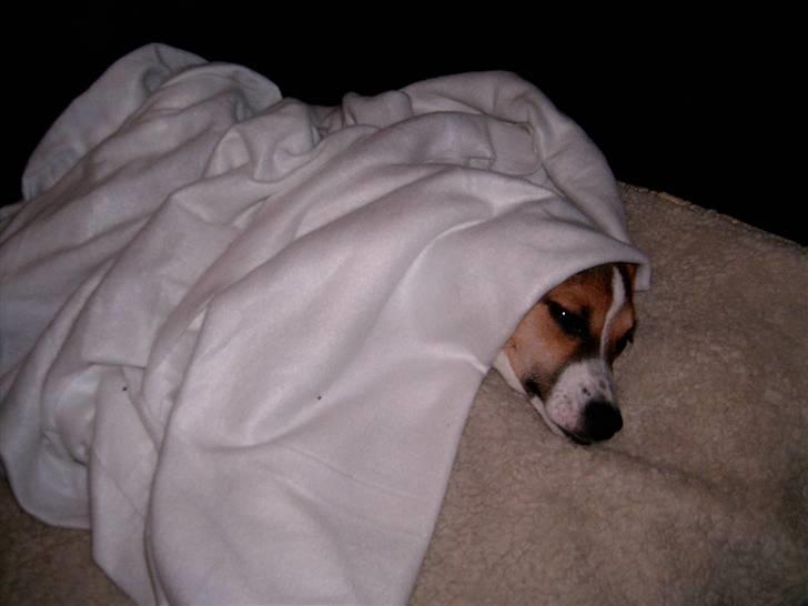 Dansk svensk gaardhund Cika R.I.P. - Arj mor helt ærligt....  billede 14