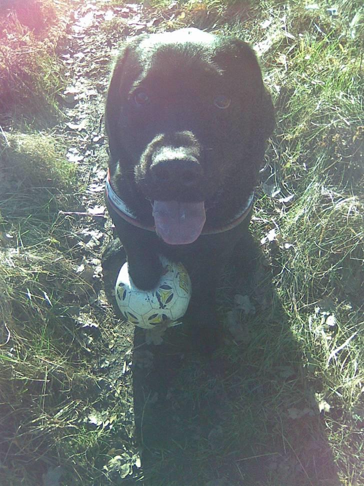 Labrador retriever Max <3 Himmelhund billede 10