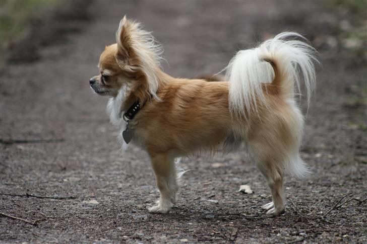 Chihuahua Dusty - skønne dreng billede 15