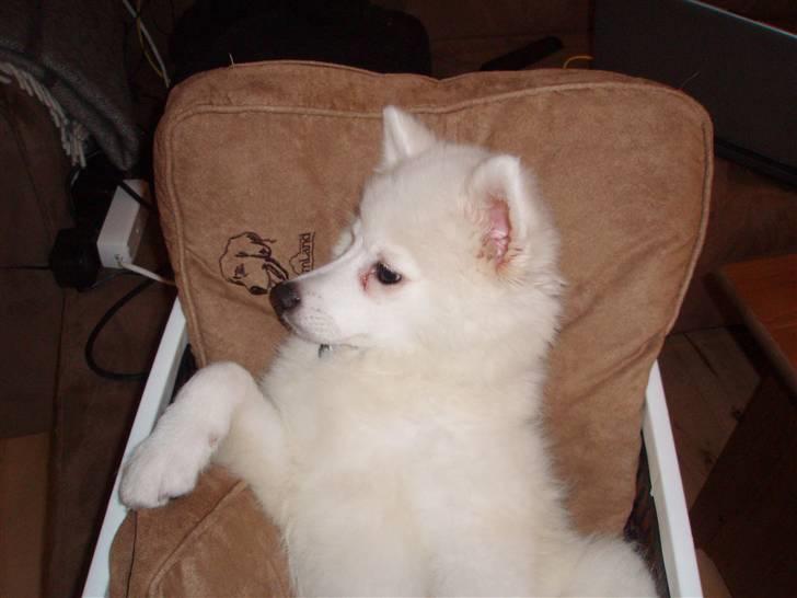 Japansk spids Cain billede 1