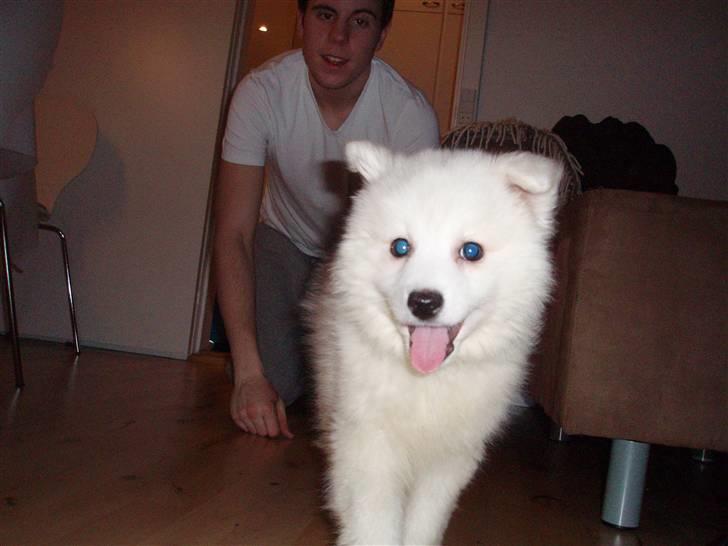 Japansk spids Cain billede 2