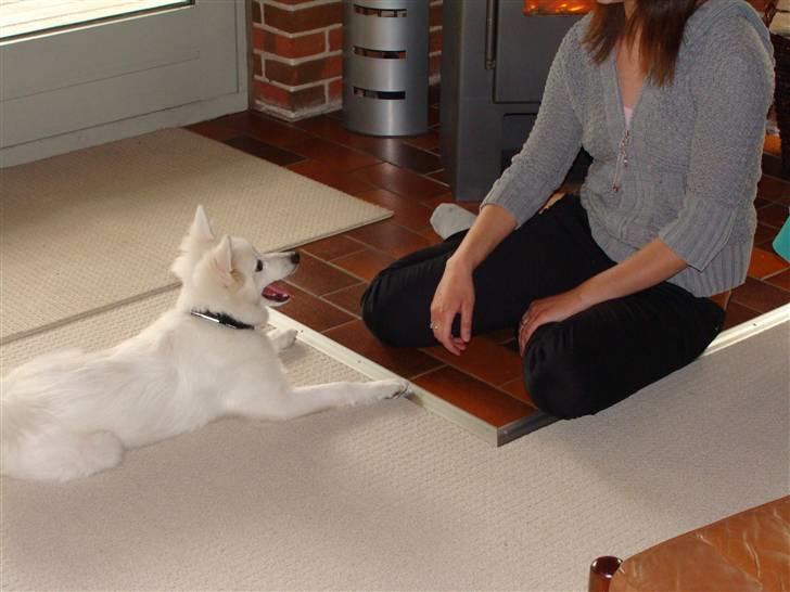 Japansk spids Cain billede 3