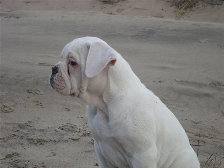 Amerikansk bulldog Kong Carnes Åse - Åse 9 uger billede 15