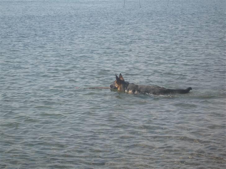 Schæferhund Online aflivet d. 11.6. - Ude og hente min pind billede 15