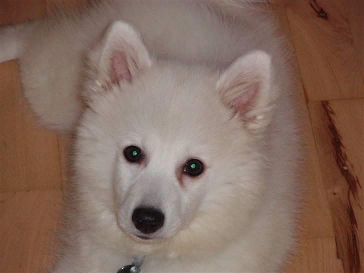 Japansk spids Cain billede 4