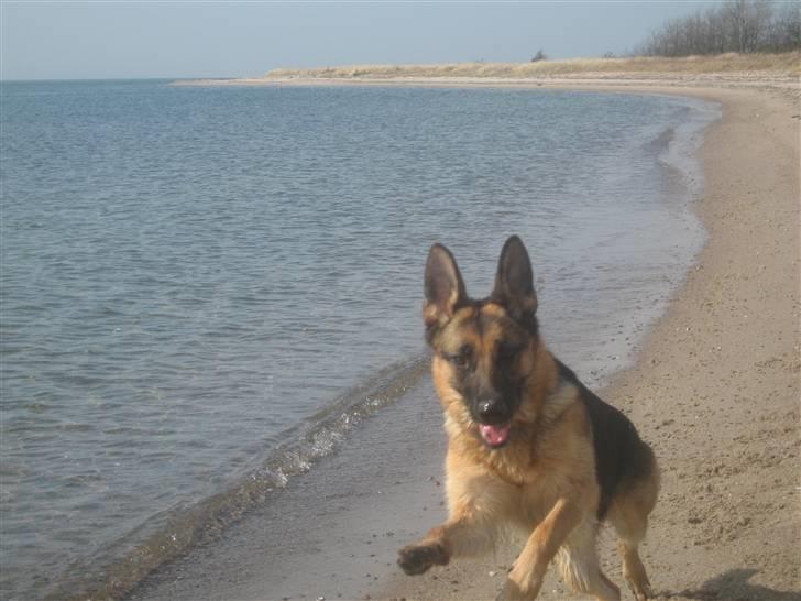 Schæferhund Online aflivet d. 11.6. - skønt af komme ud og løbe billede 16