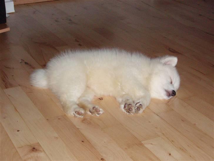 Japansk spids Cain billede 5