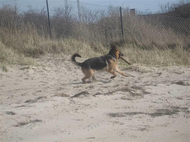 Schæferhund Online aflivet d. 11.6. - Hvad sker der lige der over billede 17