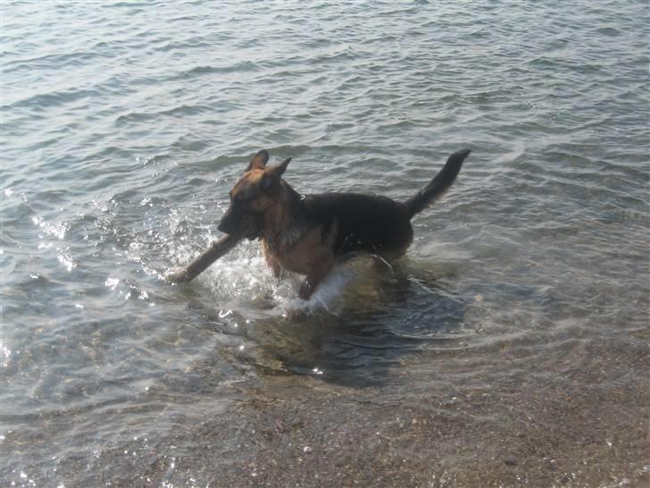 Schæferhund Online aflivet d. 11.6. - jes, fik min pind i vandet billede 18