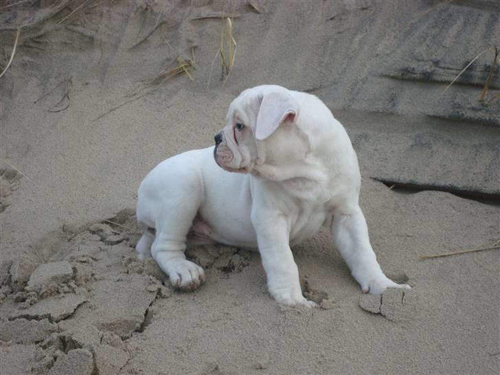 Amerikansk bulldog Kong Carnes Åse - Åse 9 uger billede 16