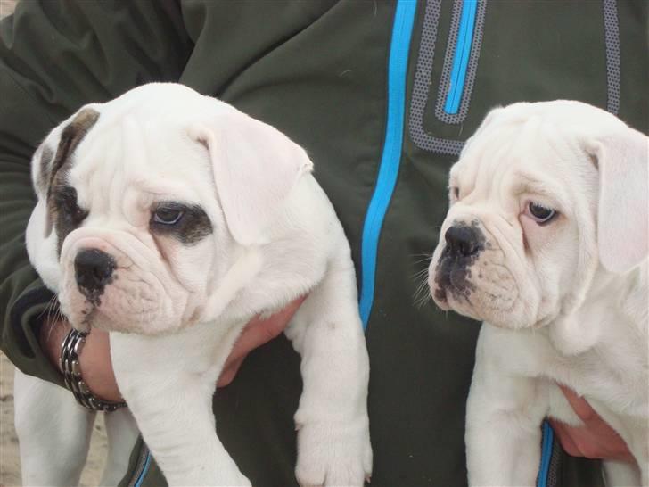 Amerikansk bulldog Kong Carnes Åse - Åse og Carlos 9 uger billede 17