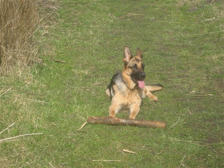 Schæferhund Online aflivet d. 11.6. - Dejligt af slappe lidt af billede 19