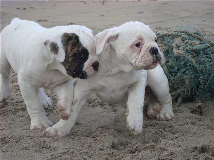 Amerikansk bulldog Kong Carnes Åse - Åse 9 uger billede 18