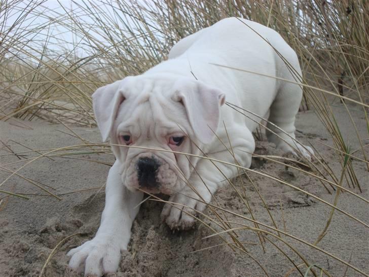 Amerikansk bulldog Kong Carnes Åse - Åse 9 uger billede 19