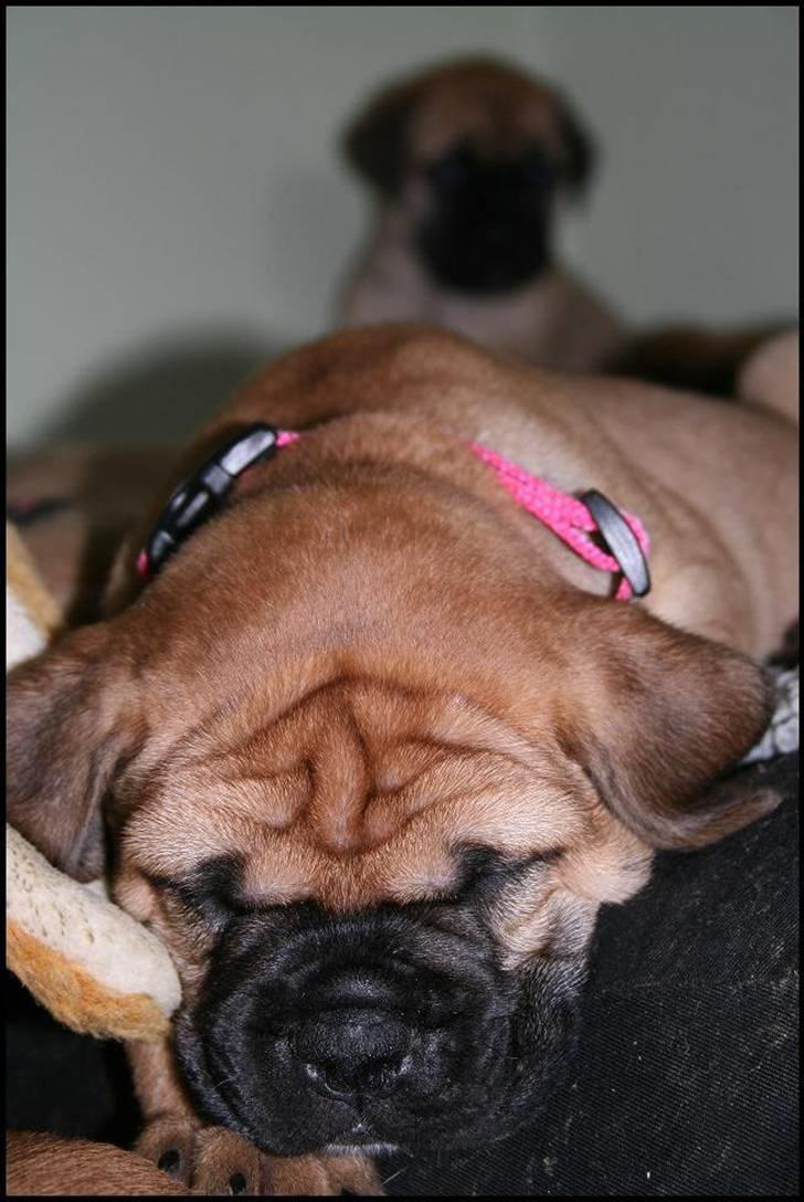 Bullmastiff Pi billede 13