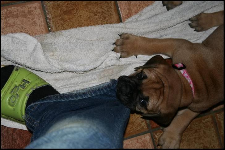 Bullmastiff Pi billede 14