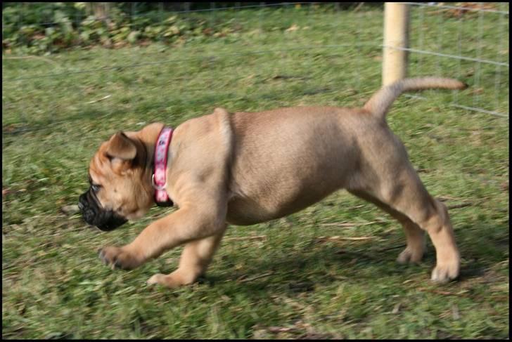 Bullmastiff Pi billede 15