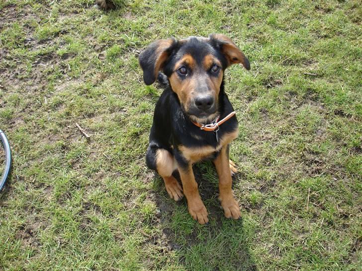 Blanding af racer Nala billede 5