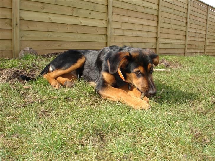 Blanding af racer Nala billede 6